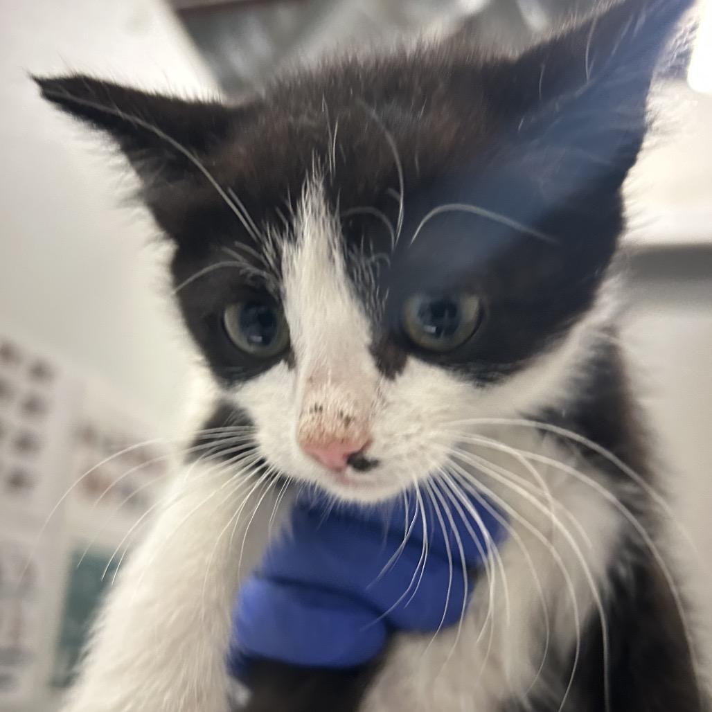 Maudie, Adoptable, Kitten Female Domestic Short Hair.