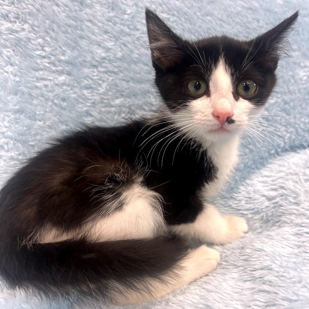 Maudie, a Adoptable Domestic Short Hair in Park City, UT image 3/3