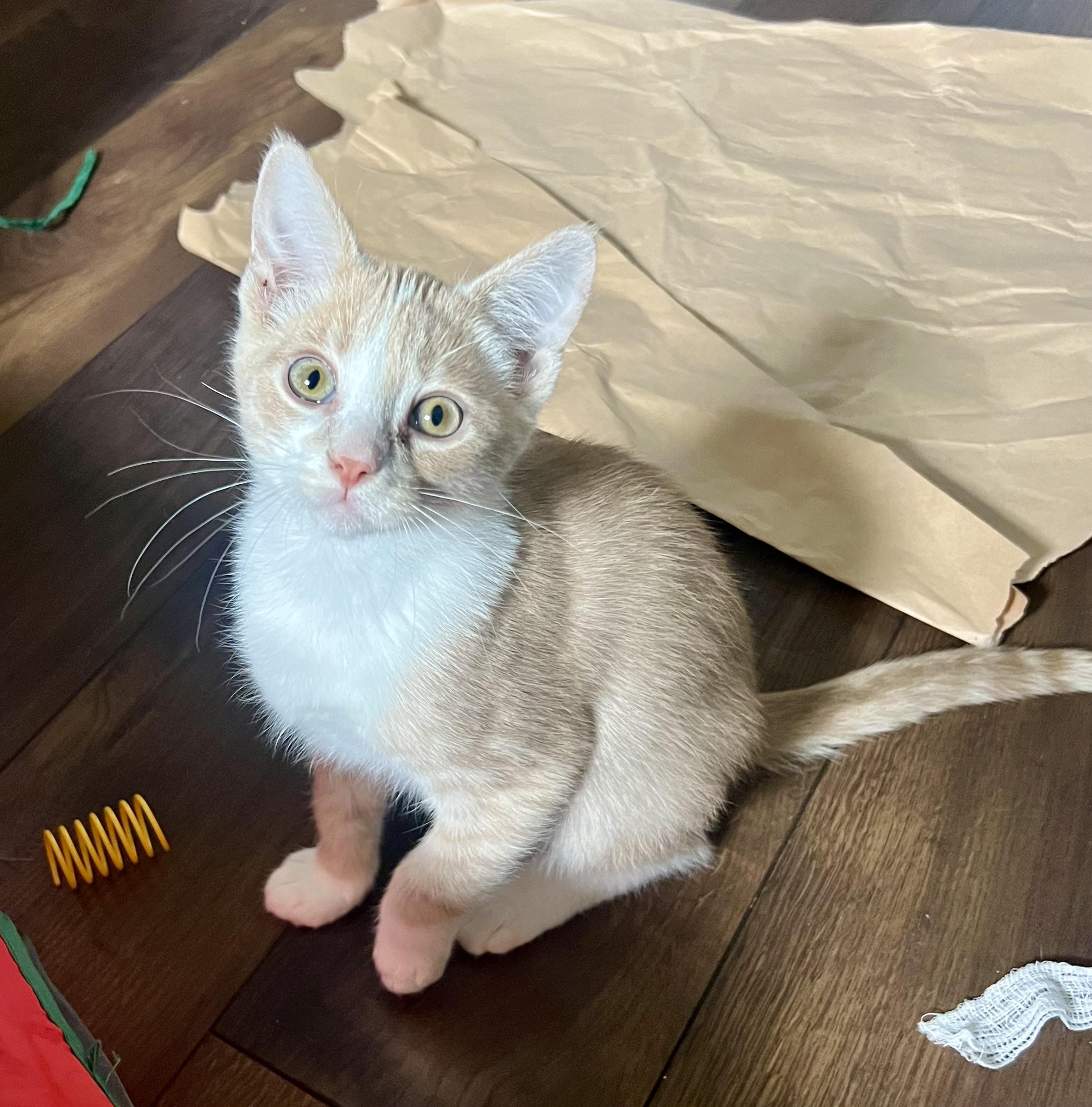 Daffodil (Daffy), Adoptable, Kitten Male Domestic Short Hair.