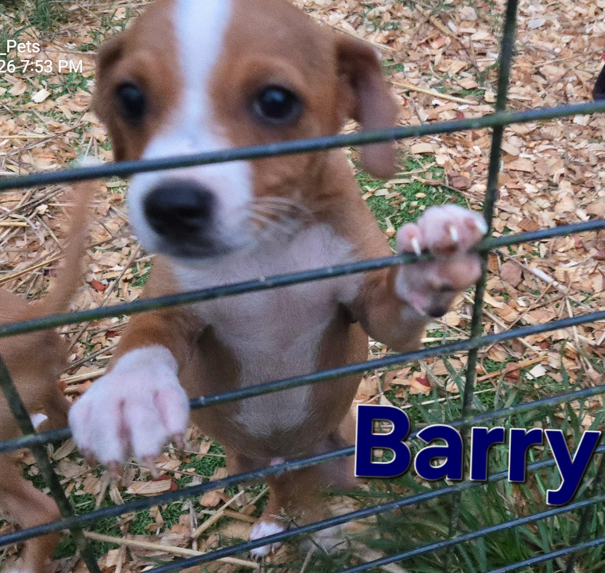 Barry, an adopted mixed breed in Newfoundland, NJ image 3/3