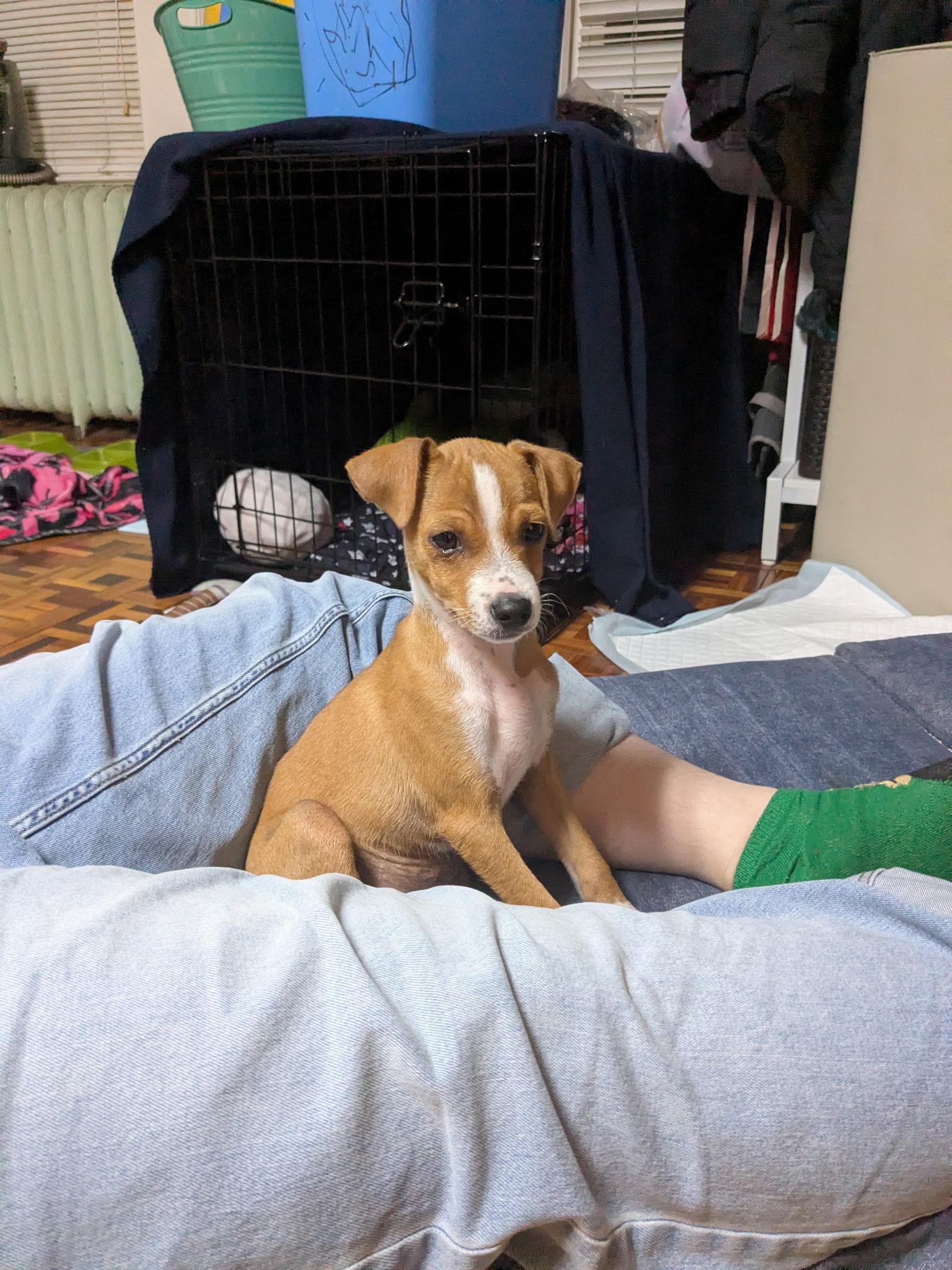 Barry, an adopted mixed breed in Newfoundland, NJ image 2/3