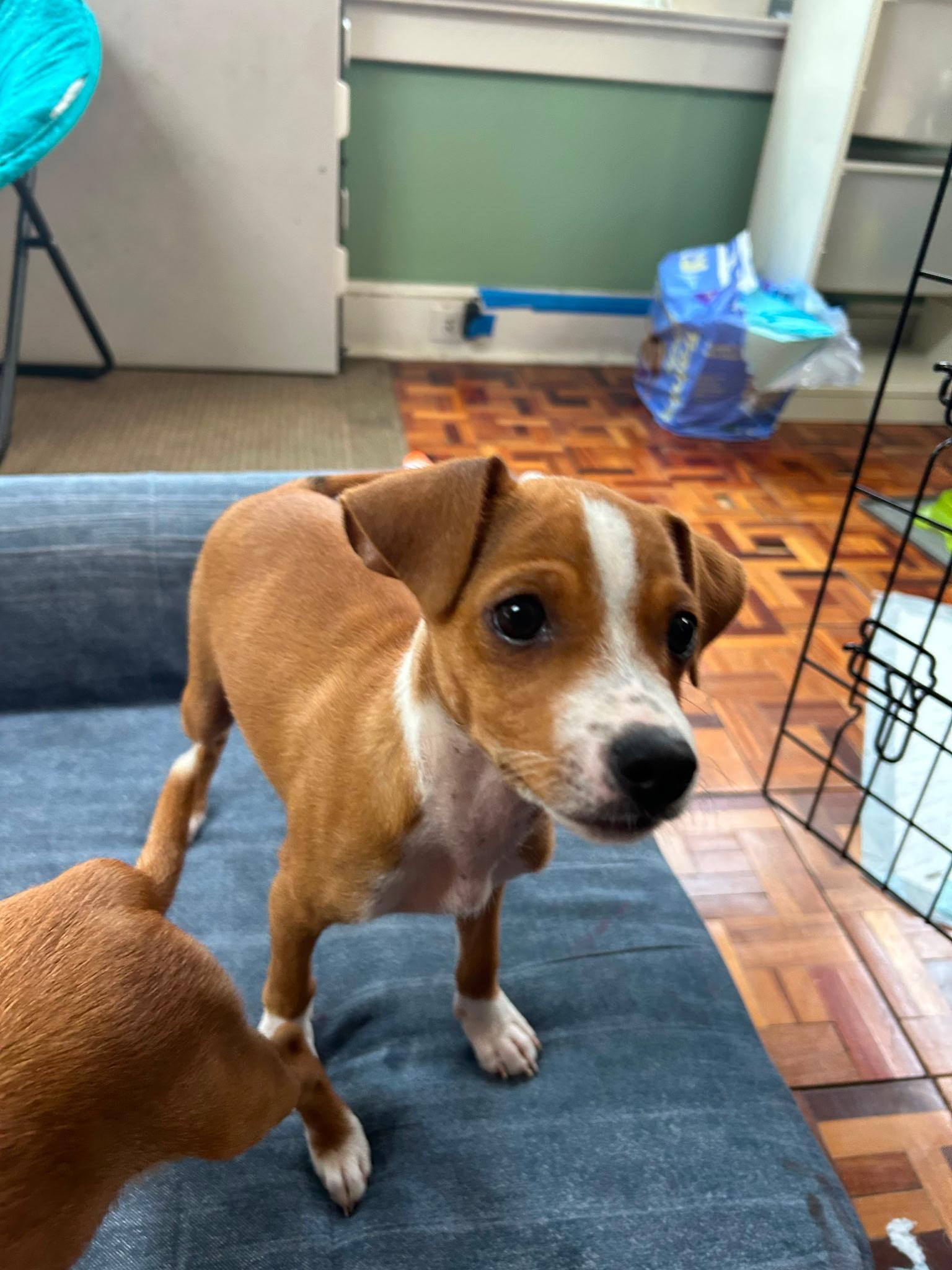 Barry, an adopted mixed breed in Newfoundland, NJ image 1/3