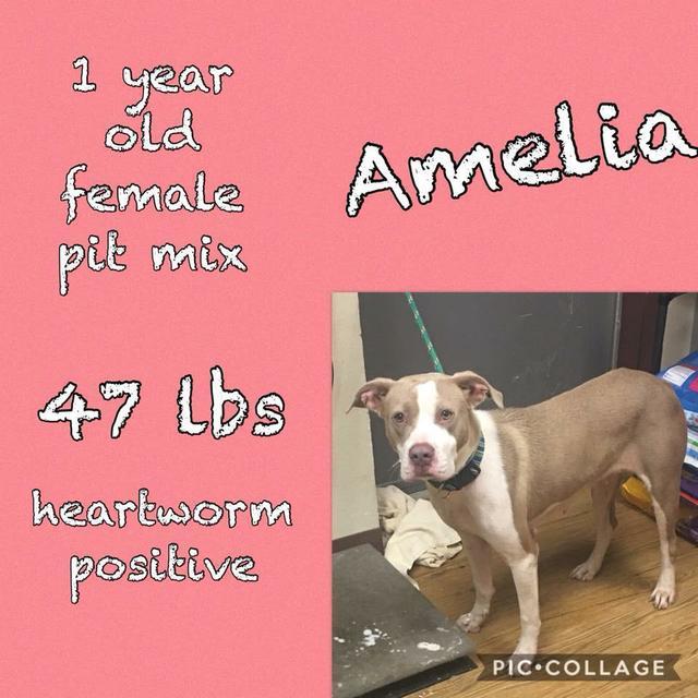 Amelia, Adopted, Senior Female Pit Bull Terrier.