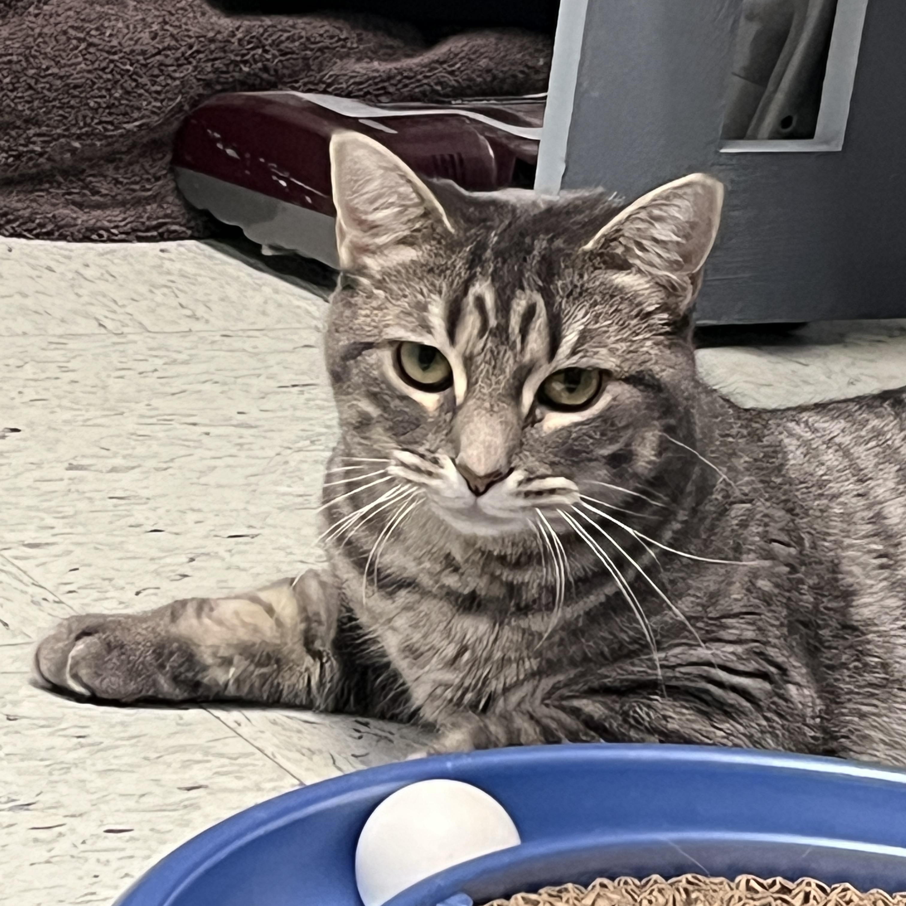 Noel, a Adoptable Domestic Short Hair in Huntley, IL image 2/6