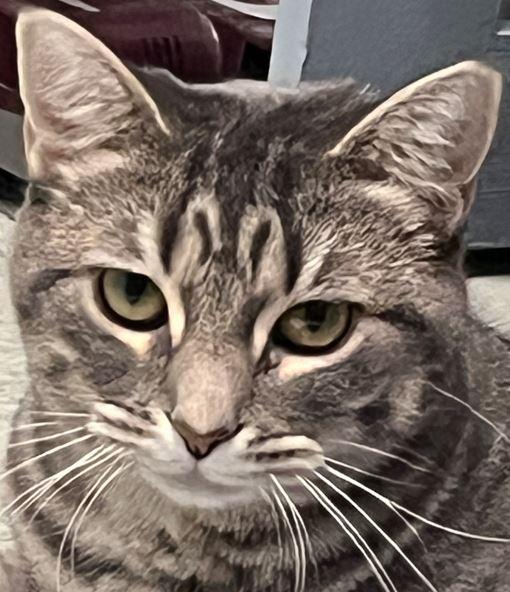 Noel, a Adoptable Domestic Short Hair in Huntley, IL image 1/6