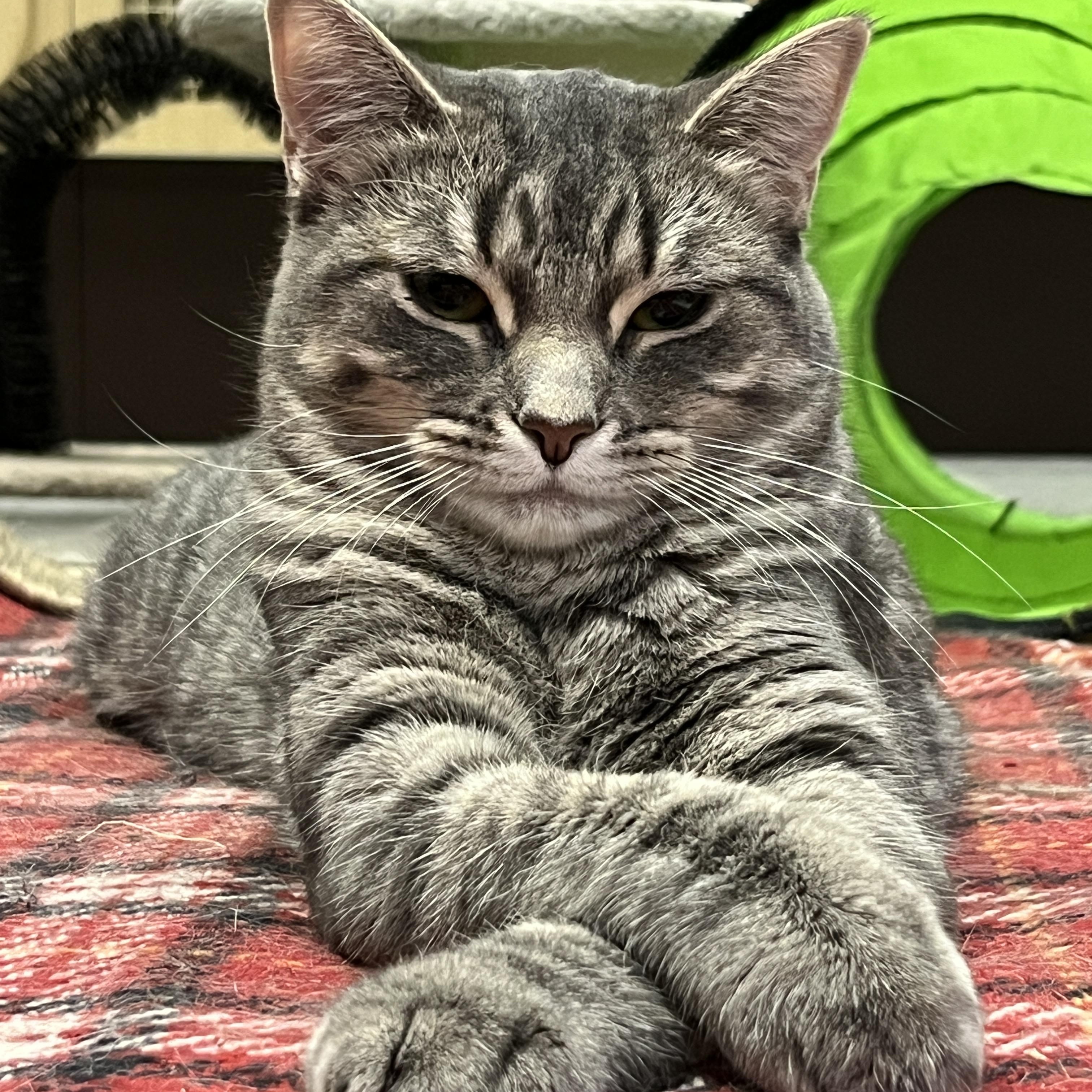 Noel, a Adoptable Domestic Short Hair in Huntley, IL image 3/6