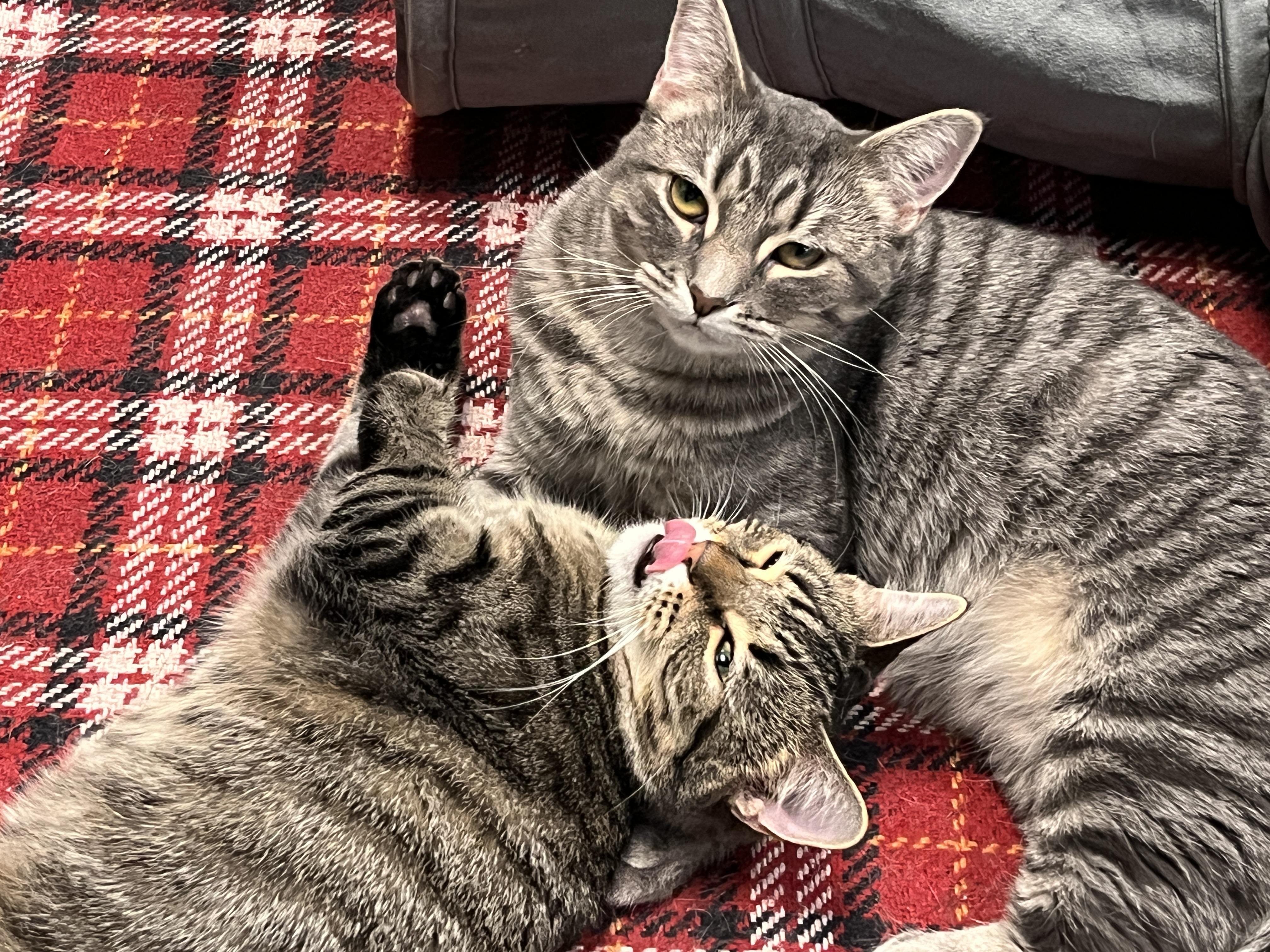 Noel, a Adoptable Domestic Short Hair in Huntley, IL image 5/6