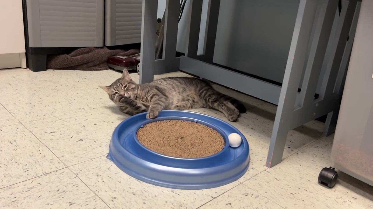 Enlarge Noel, a Adoptable Domestic Short Hair in Huntley, IL video 4/6