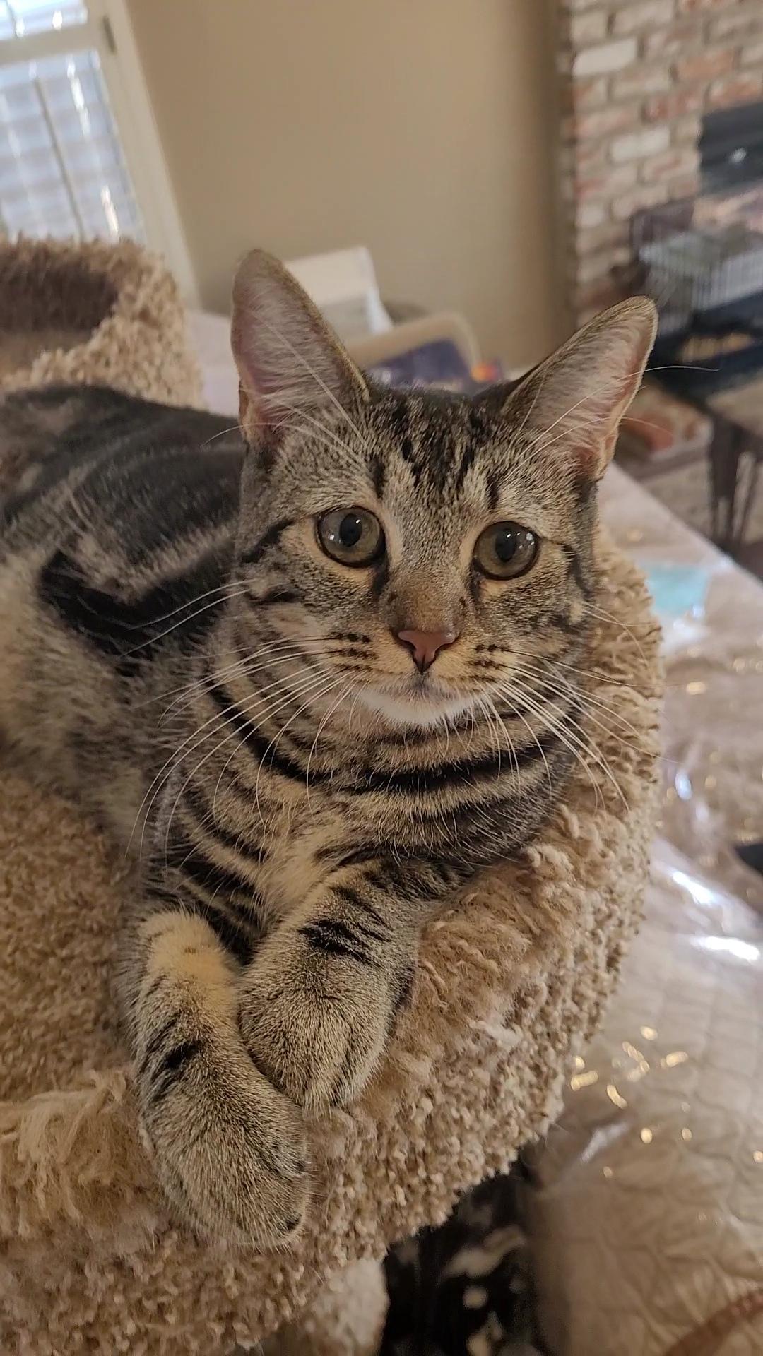 SHELBY GT, a Adoptable mixed breed in Escalon, CA image 4/6