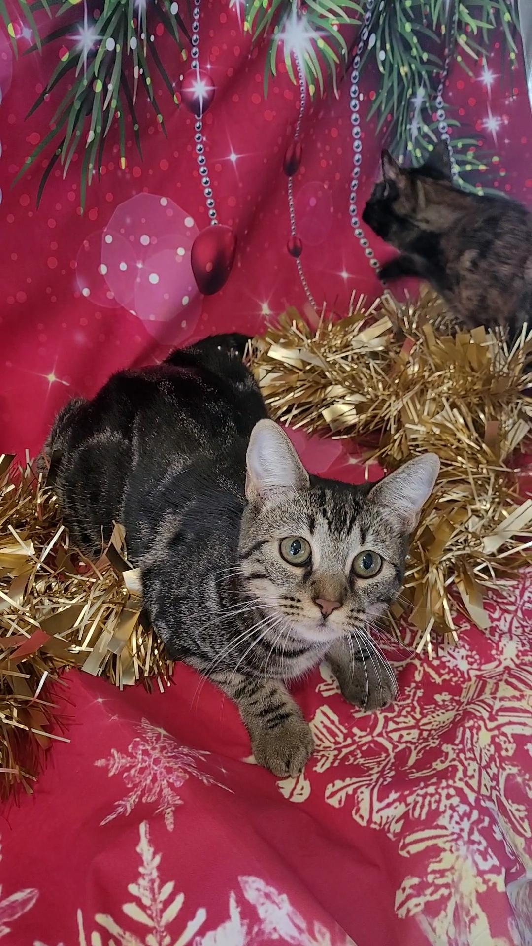 SHELBY GT, a Adoptable mixed breed in Escalon, CA image 3/6