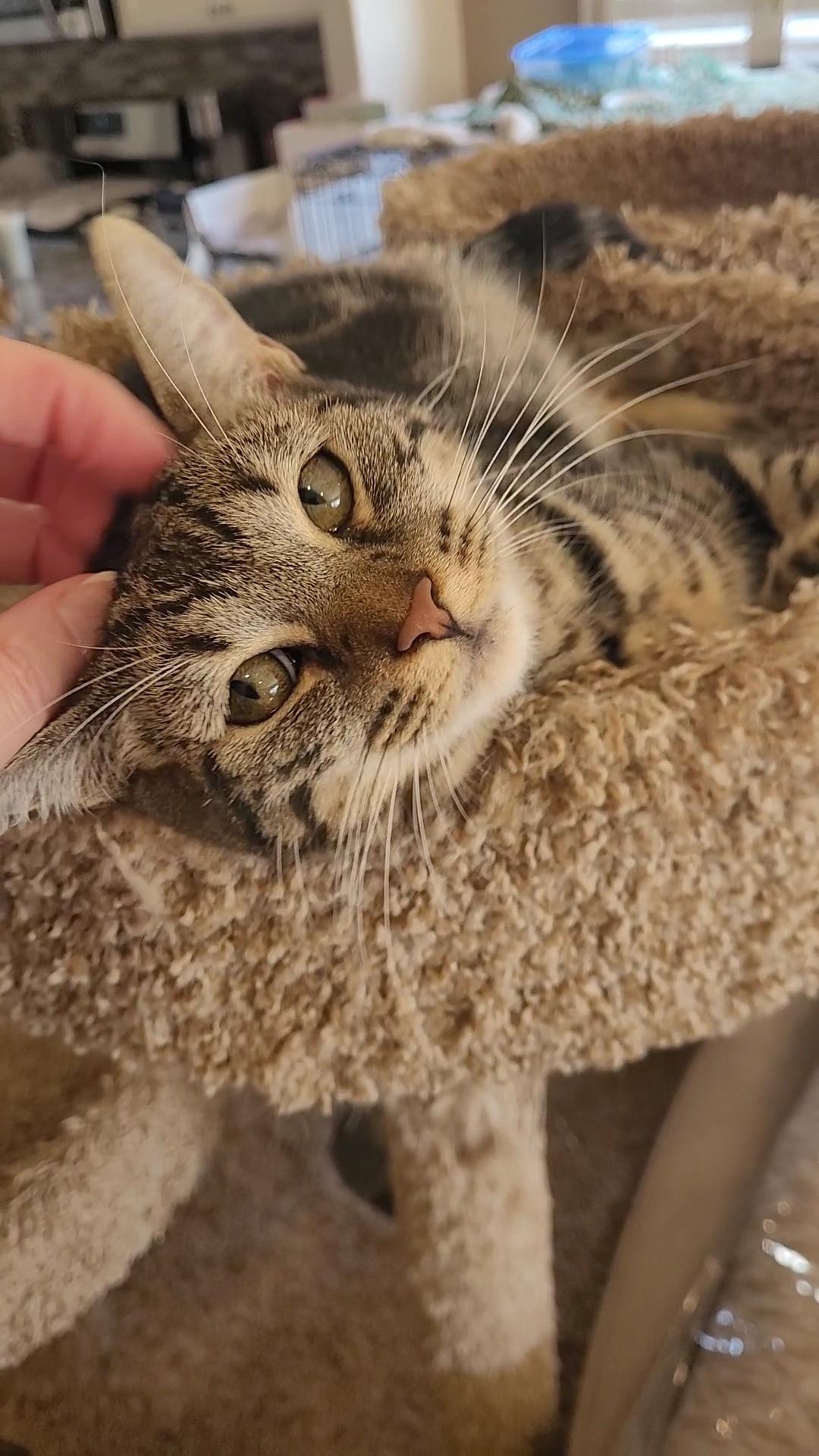 SHELBY GT, a Adoptable mixed breed in Escalon, CA image 5/6