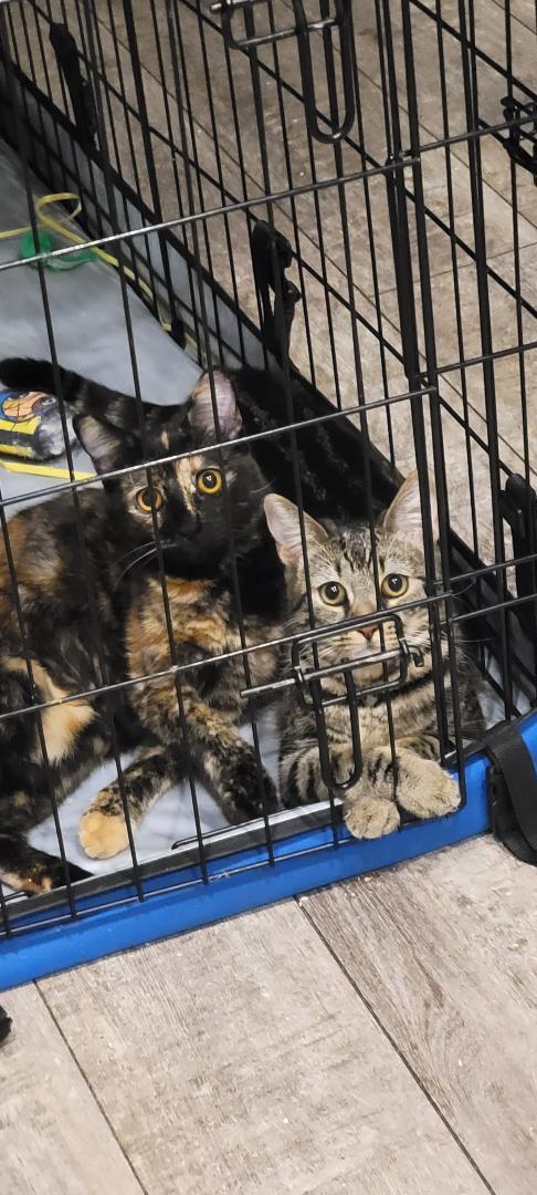 SHELBY GT, a Adoptable mixed breed in Escalon, CA image 2/6