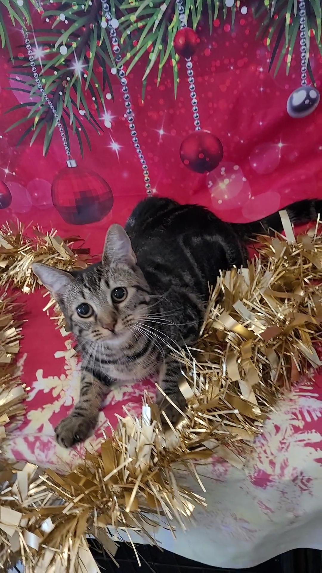 SHELBY GT, Adoptable, Young Female Tabby & Domestic Short Hair.
