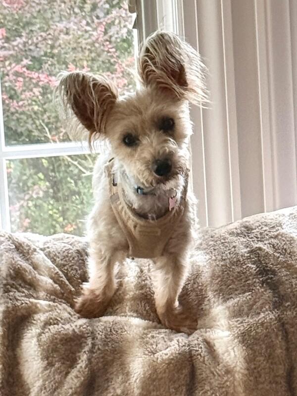 Enlarge Moxi, a Adoptable mixed breed in Berkeley Heights, NJ image 3/6
