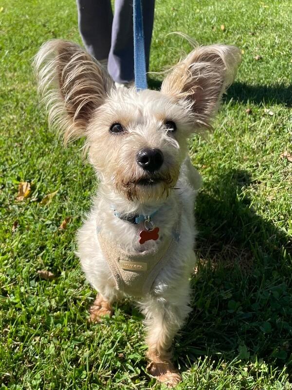 Enlarge Moxi, a Adoptable mixed breed in Berkeley Heights, NJ image 2/6