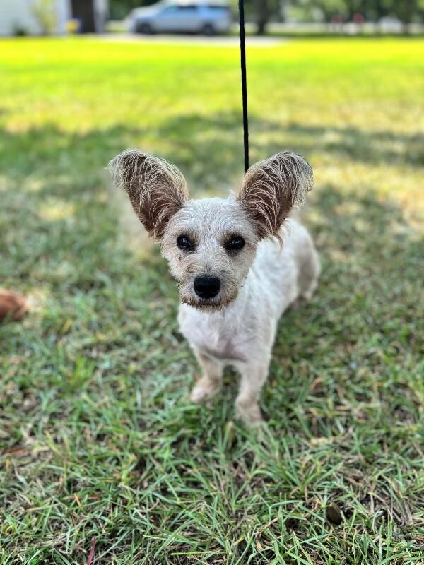 Enlarge Moxi, a Adoptable mixed breed in Berkeley Heights, NJ image 5/6
