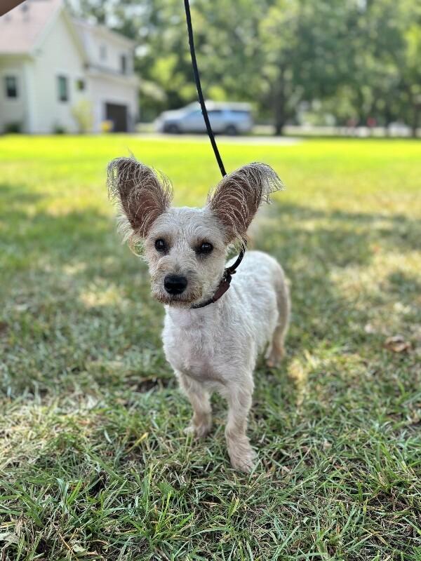 Enlarge Moxi, a Adoptable mixed breed in Berkeley Heights, NJ image 6/6