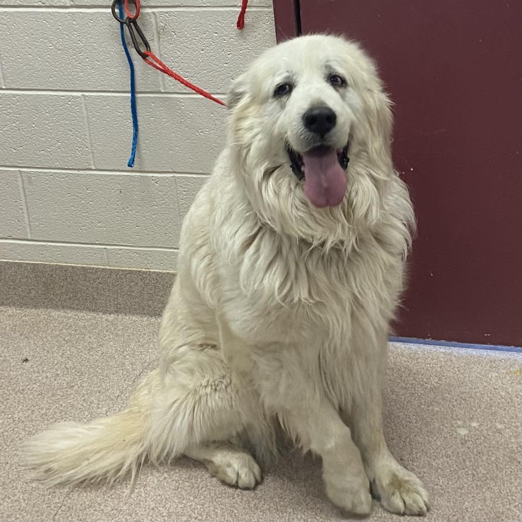 Snowball, Adoptable, Senior Male Great Pyrenees.