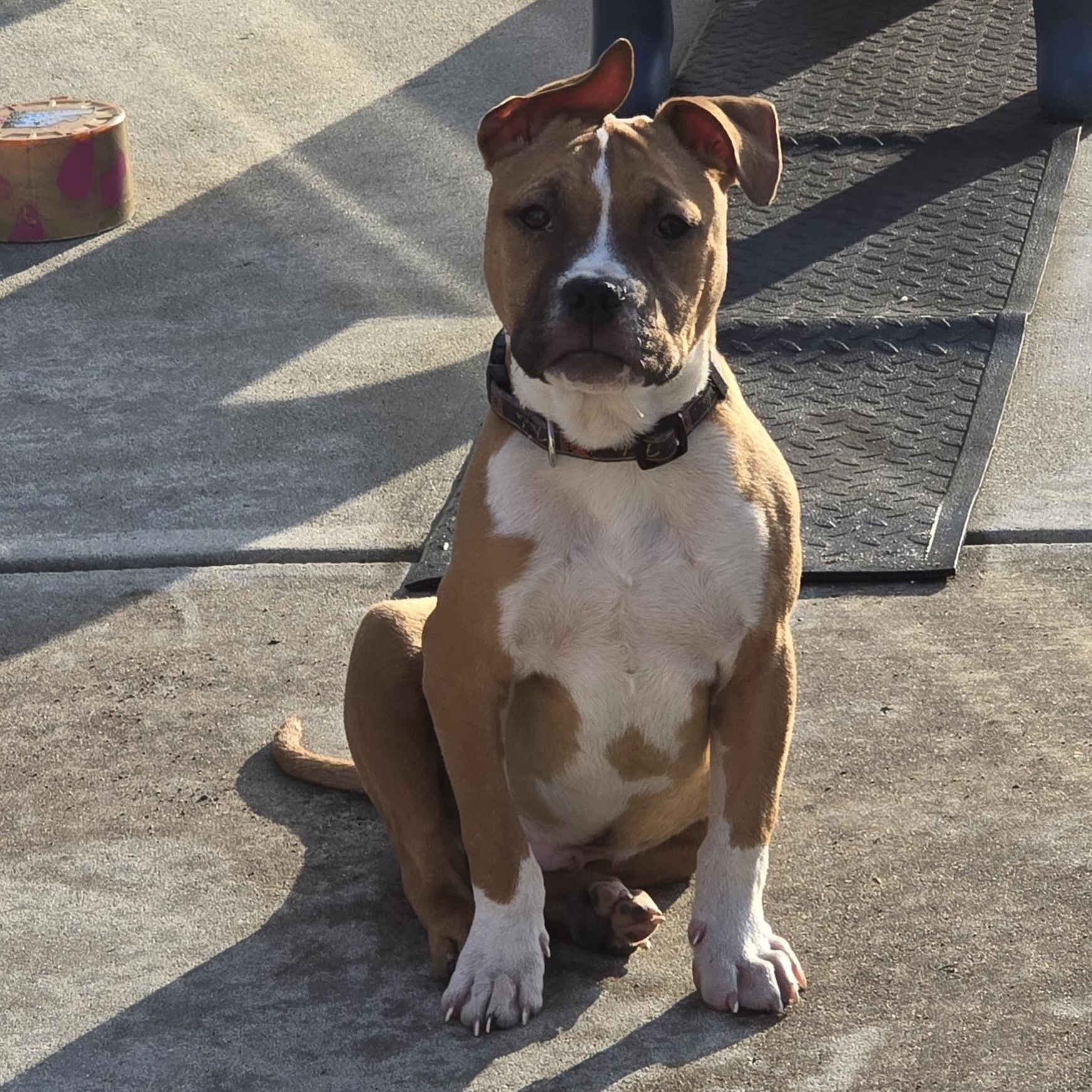 Enlarge Wrigley , a ADOPTABLE mixed breed in Myrtle Beach, SC image 1/2