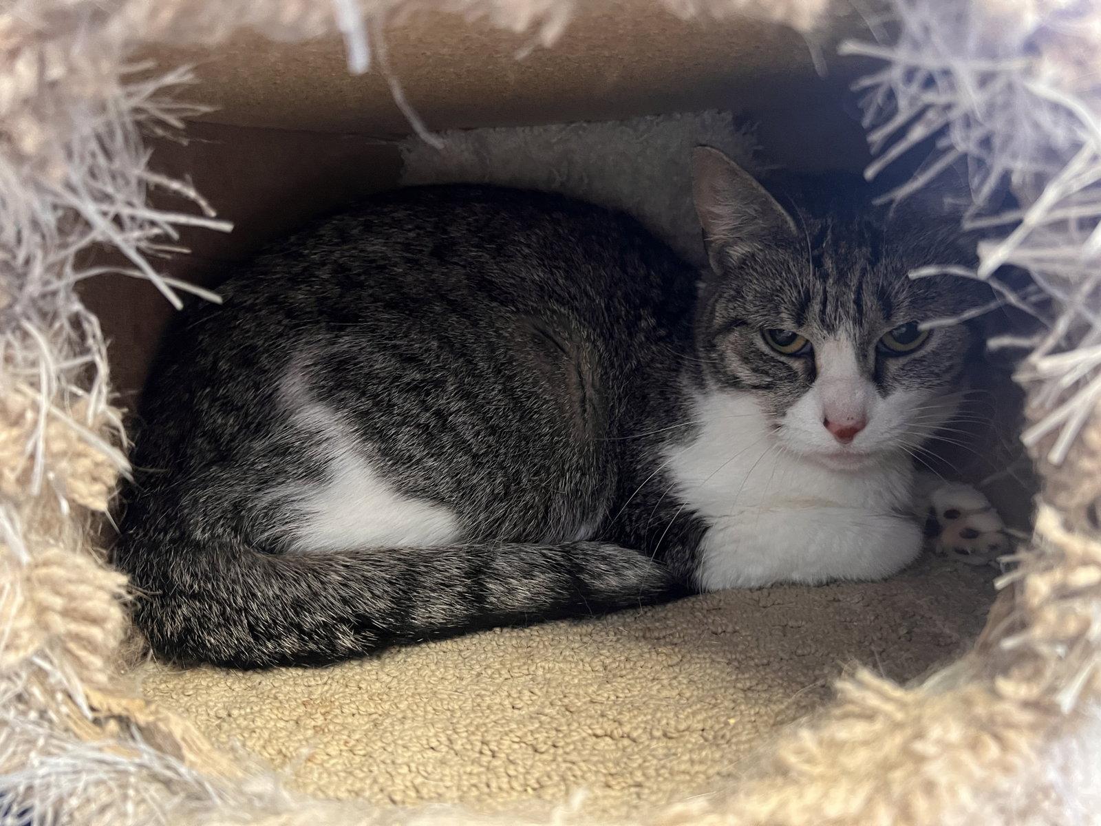 Danielle - Must Apply in Person !, Adoptable, Adult Female Tabby & Domestic Short Hair.