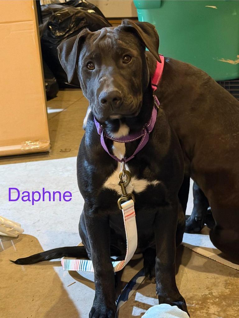 Daphne photo
