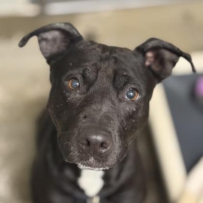 Kara, an adoptable mixed breed in Sacramento, CA image 2/5