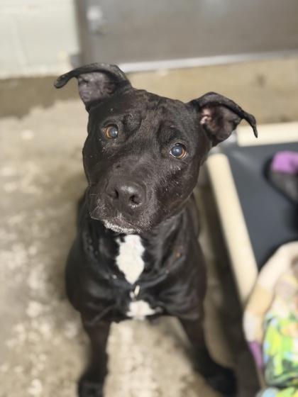 Kara, an adoptable mixed breed in Sacramento, CA image 3/5