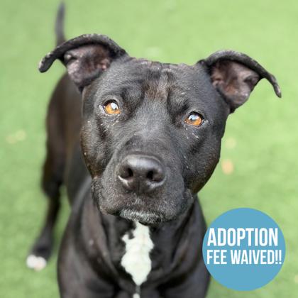 Enlarge Kara, a Adoptable mixed breed in Sacramento, CA image 2/6