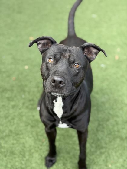 Kara, adoptable, Adult Female Pit Bull Terrier.