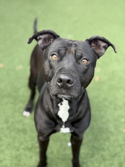 Kara, an adoptable mixed breed in Sacramento, CA image 5/5
