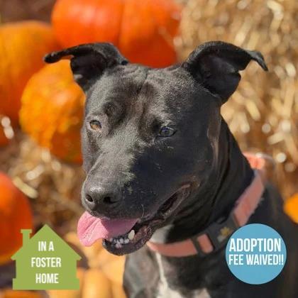 Kara, Adoptable, Adult Female Pit Bull Terrier.