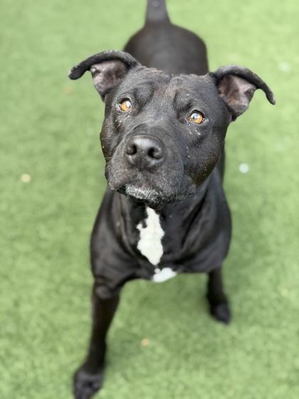 Kara, an adoptable mixed breed in Sacramento, CA image 4/5