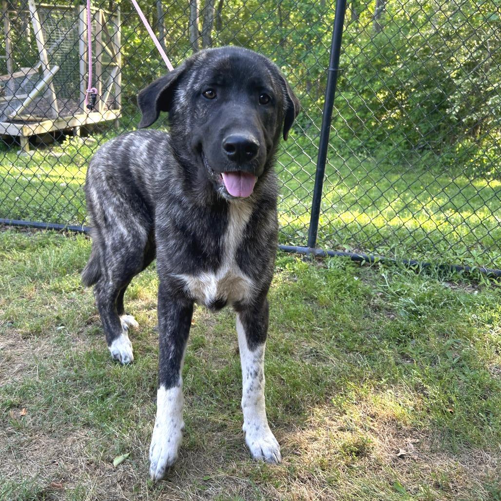 Enlarge Dino, a Adoptable mixed breed in Cabot, AR image 1/2