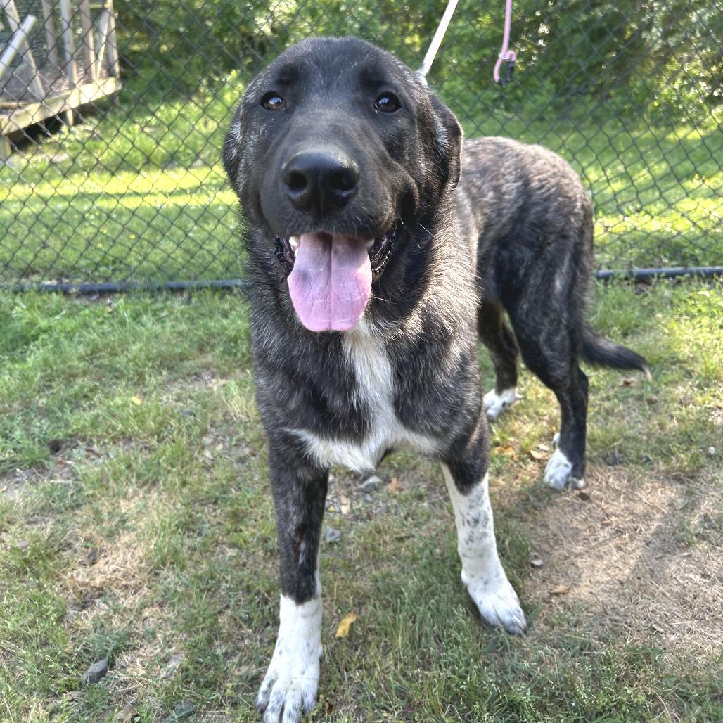 Enlarge Dino, a Adoptable mixed breed in Cabot, AR image 2/2