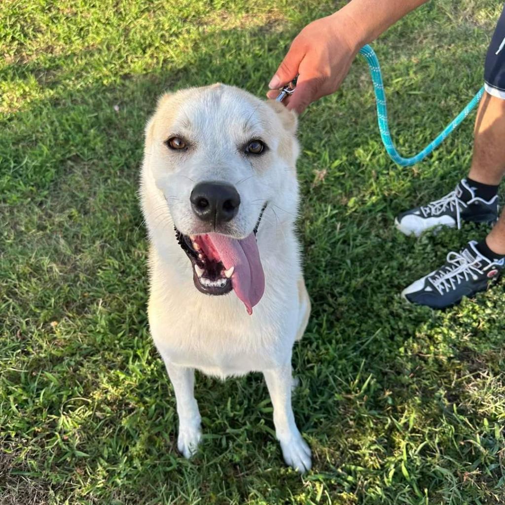 Tobi, Adoptable, Adult Male Husky & Mixed Breed.
