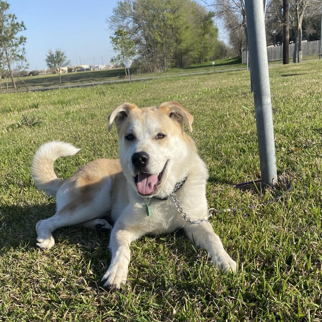 Enlarge Tobi, a Adoptable mixed breed in Houston, TX image 2/5