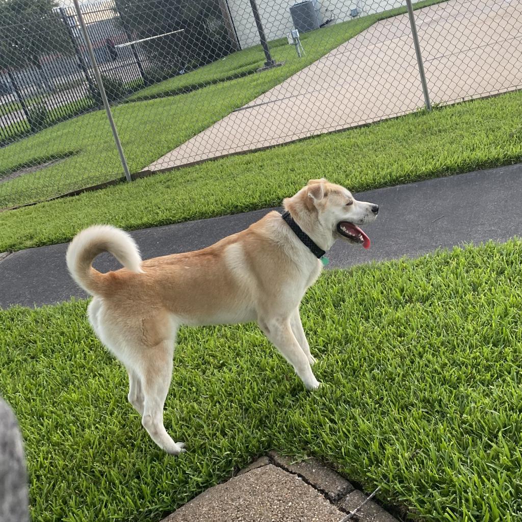 Enlarge Tobi, a Adoptable mixed breed in Houston, TX image 3/5