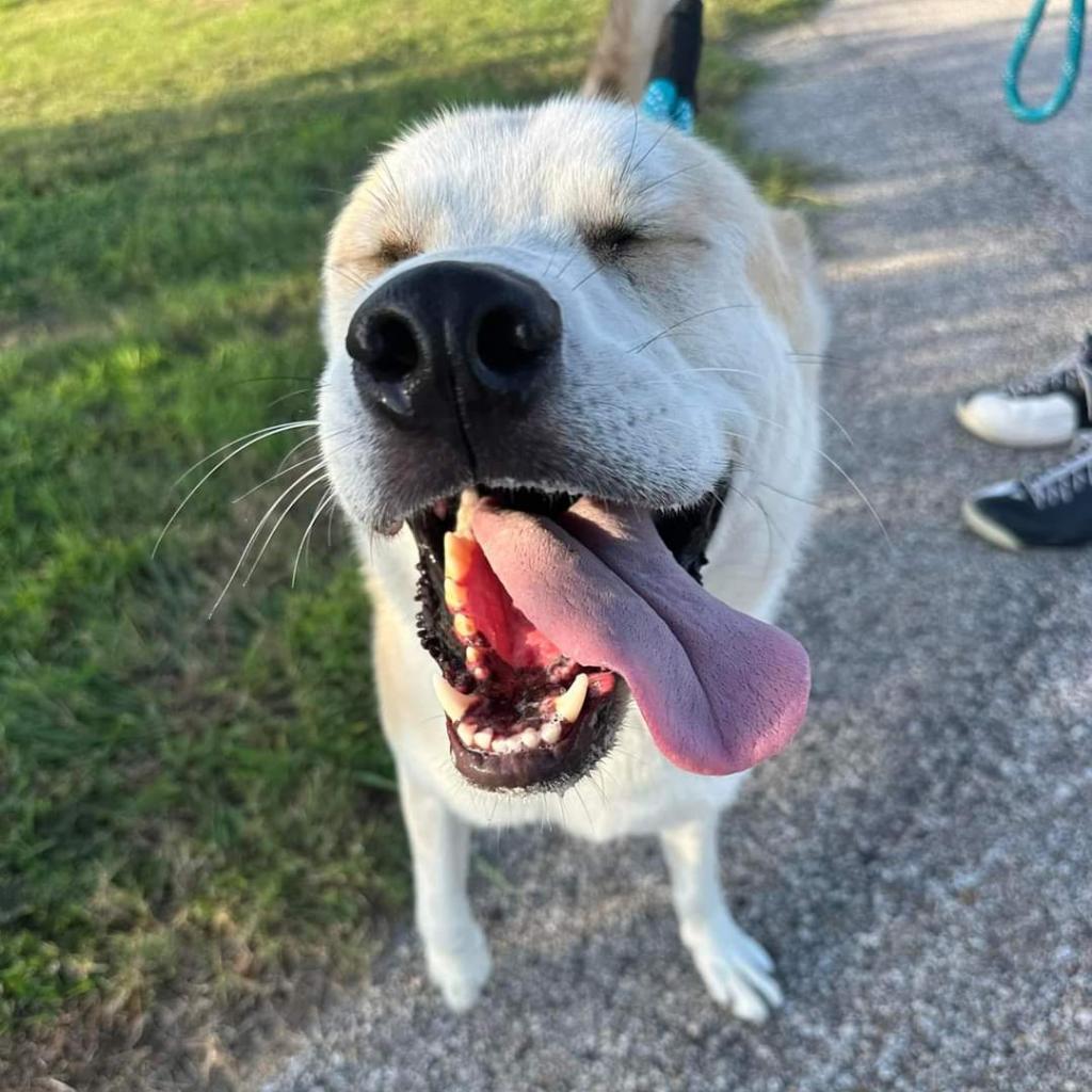 Enlarge Tobi, a Adoptable mixed breed in Houston, TX image 5/5