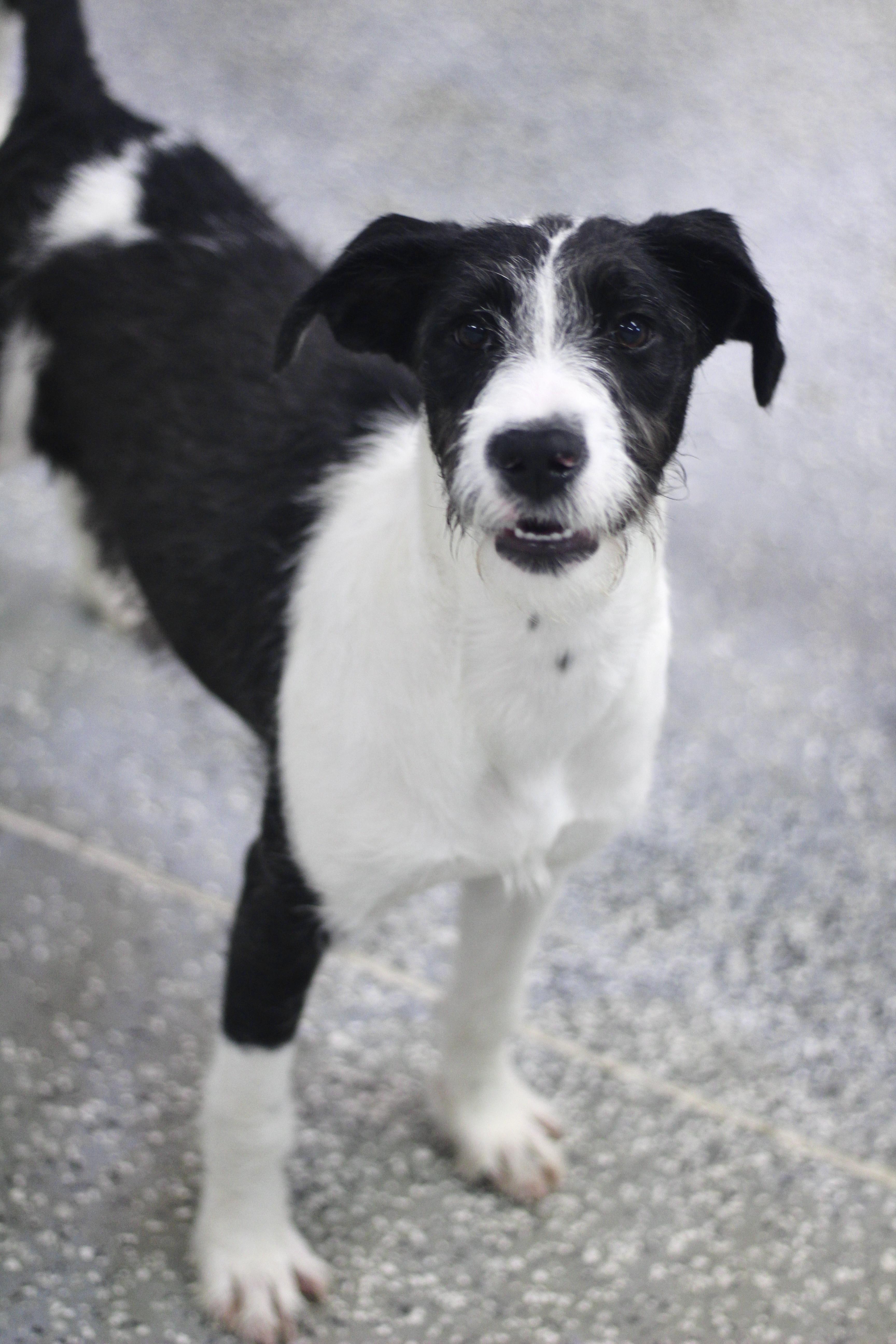 Demi in NH! Come Meet our Adoptable Dogs Wednesday-Saturday. More info in Bio!, ADOPTABLE, Puppy Female Schnauzer.