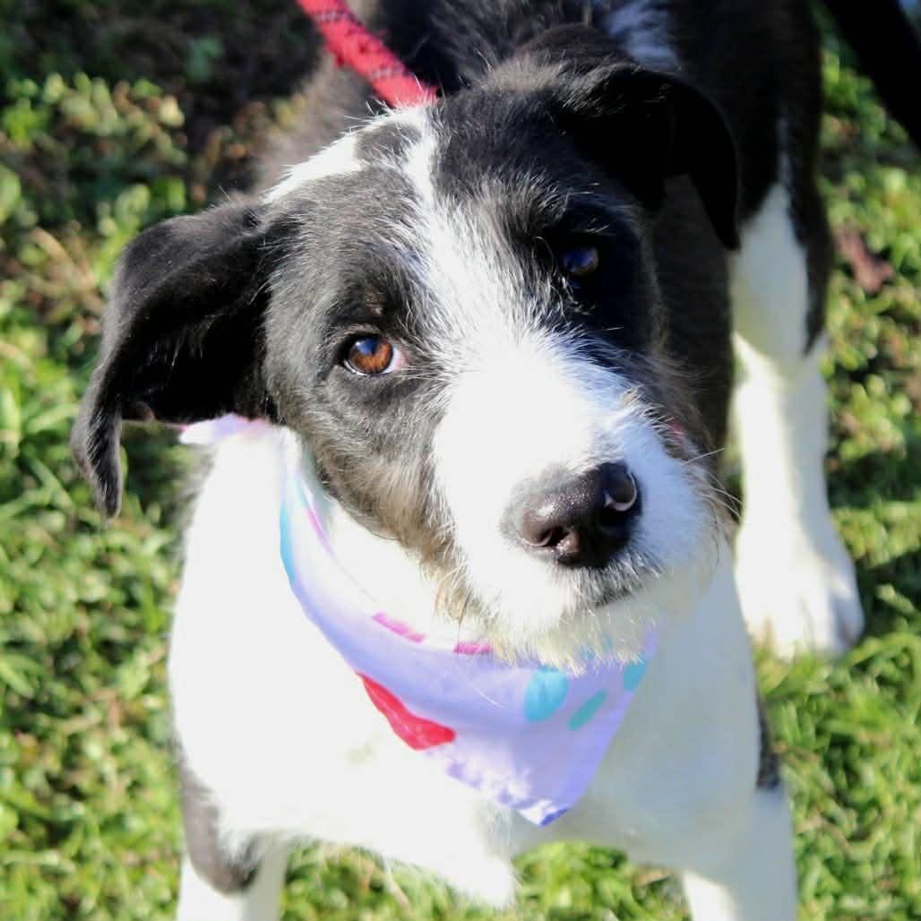 Enlarge Demi in NH! Come Meet our Adoptable Dogs Wednesday-Saturday. More info in Bio!, a ADOPTABLE mixed breed in Manchester, NH image 2/3