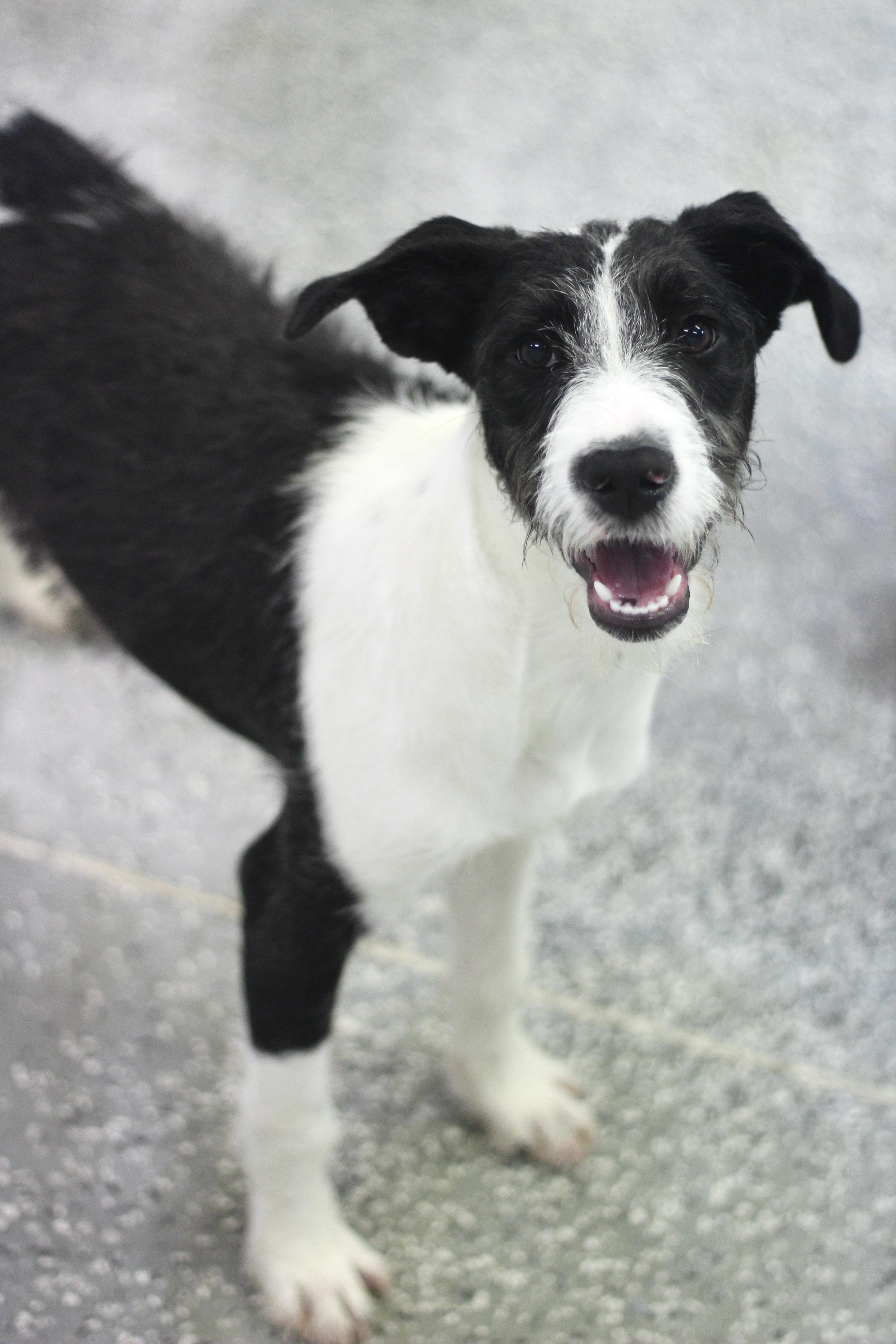 Enlarge Demi in NH! Come Meet our Adoptable Dogs Wednesday-Saturday. More info in Bio!, a ADOPTABLE mixed breed in Manchester, NH image 3/3