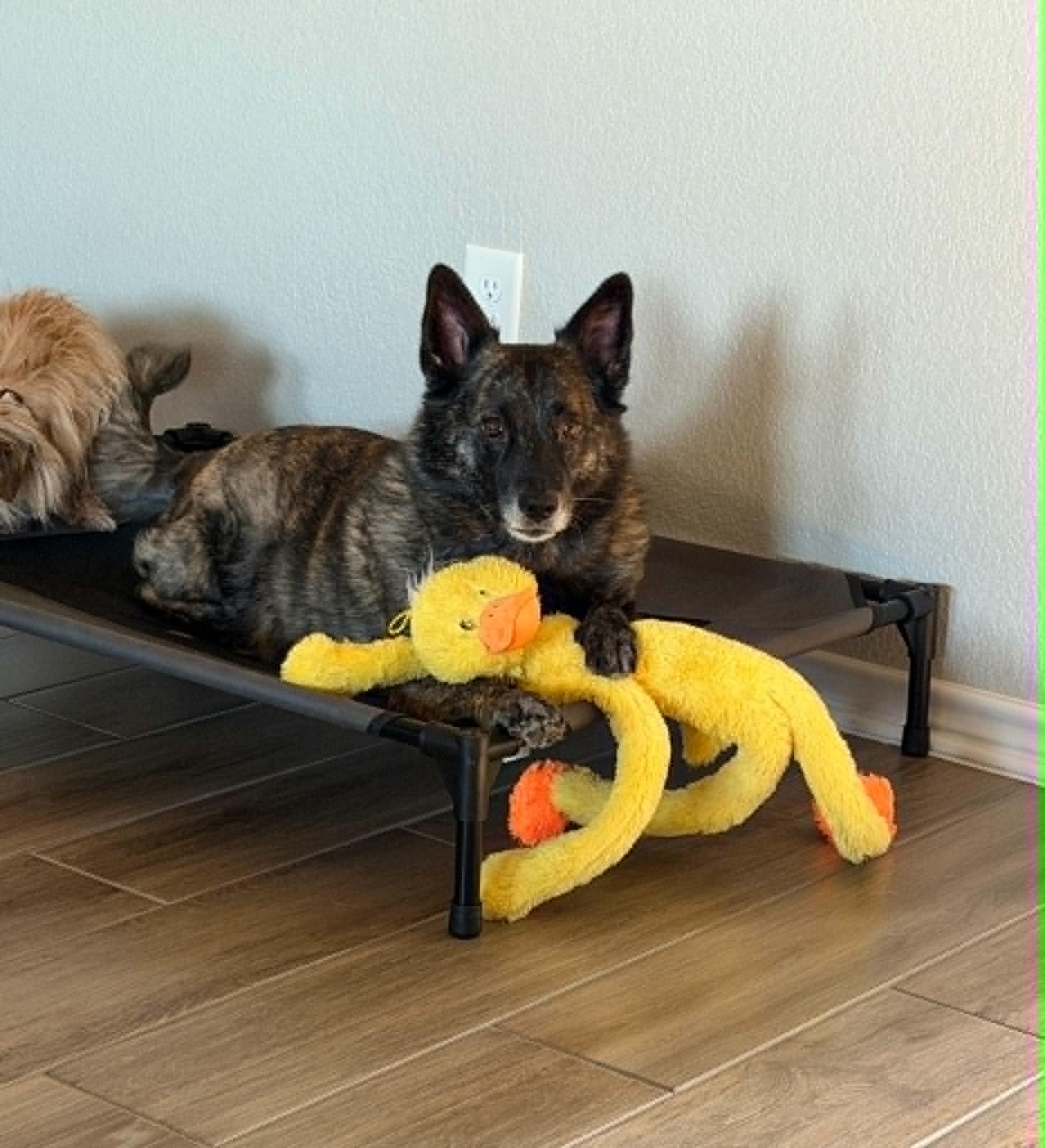 Enlarge Bebe, a Adoptable mixed breed in Temple, TX image 1/5
