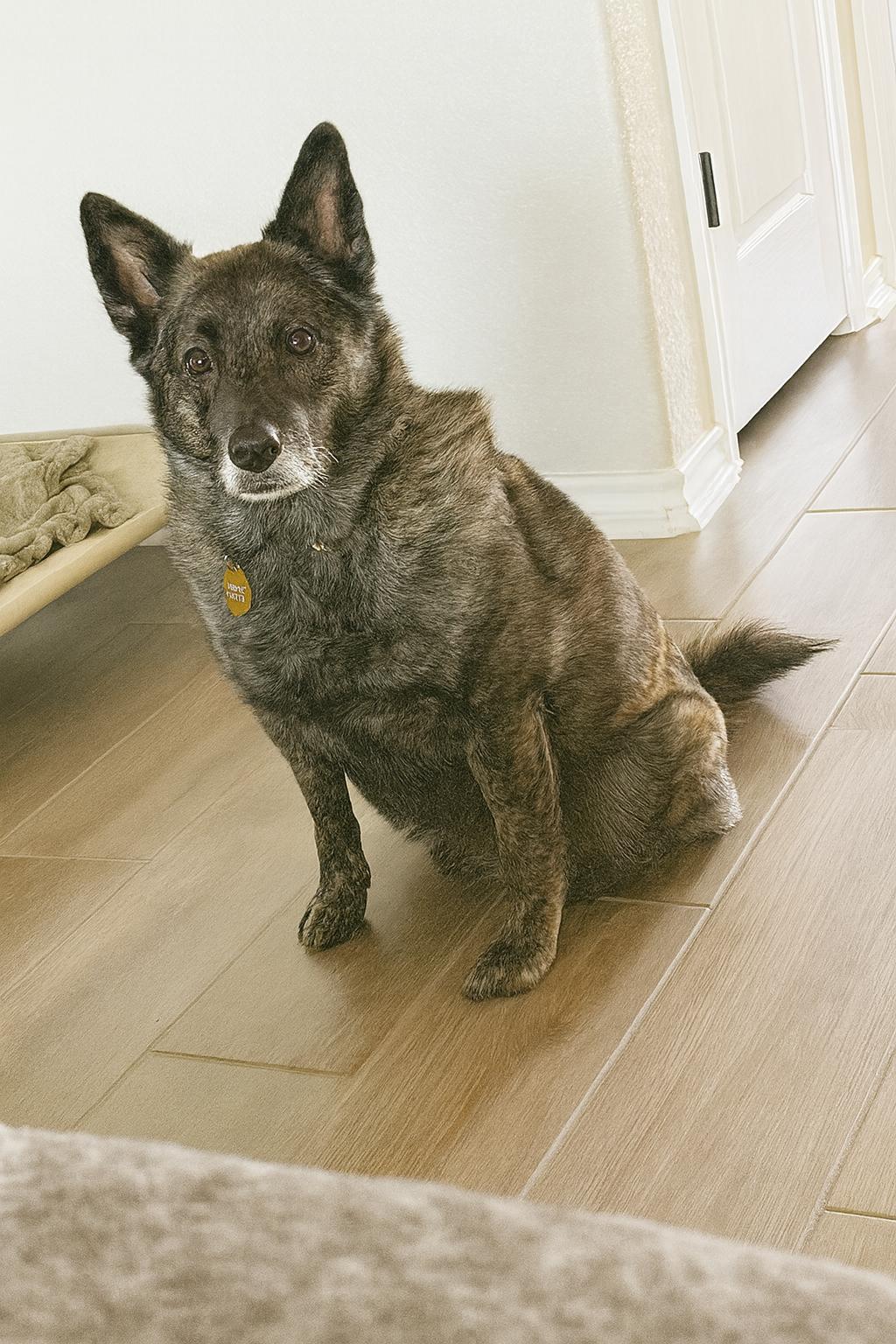 Bebe, Adoptable, Senior Female Shepherd.