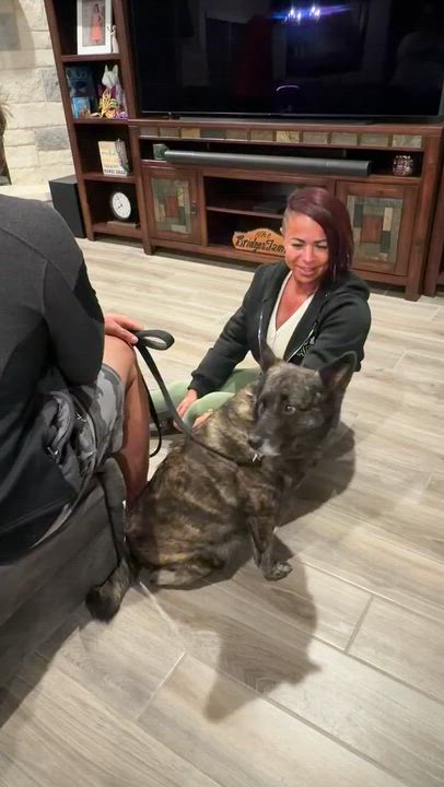 Enlarge Bebe, a Adoptable mixed breed in Temple, TX video 3/4