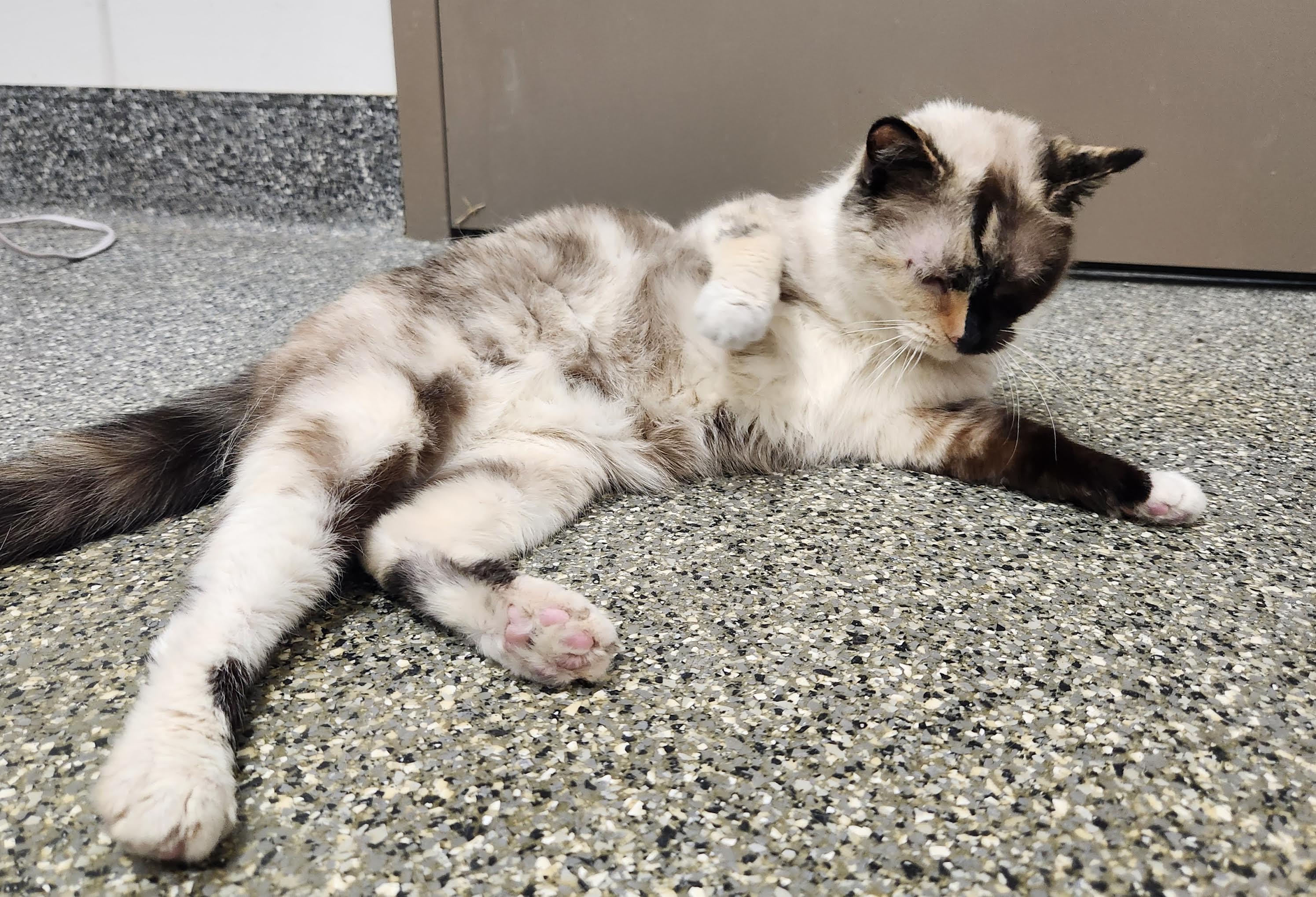 Enlarge Kit Kat, a Adoptable Domestic Short Hair in Homer, AK image 3/4