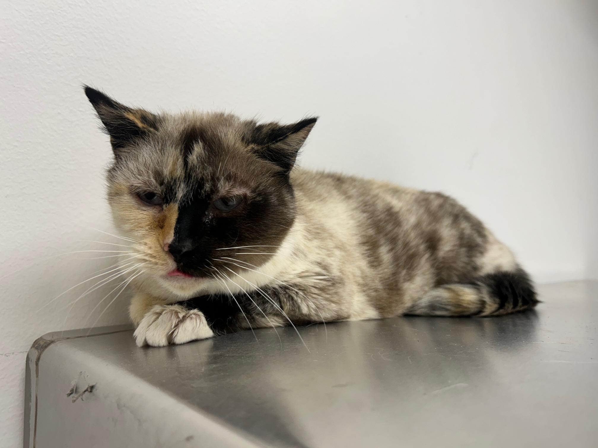 Enlarge Kit Kat, a Adoptable Domestic Short Hair in Homer, AK image 2/2