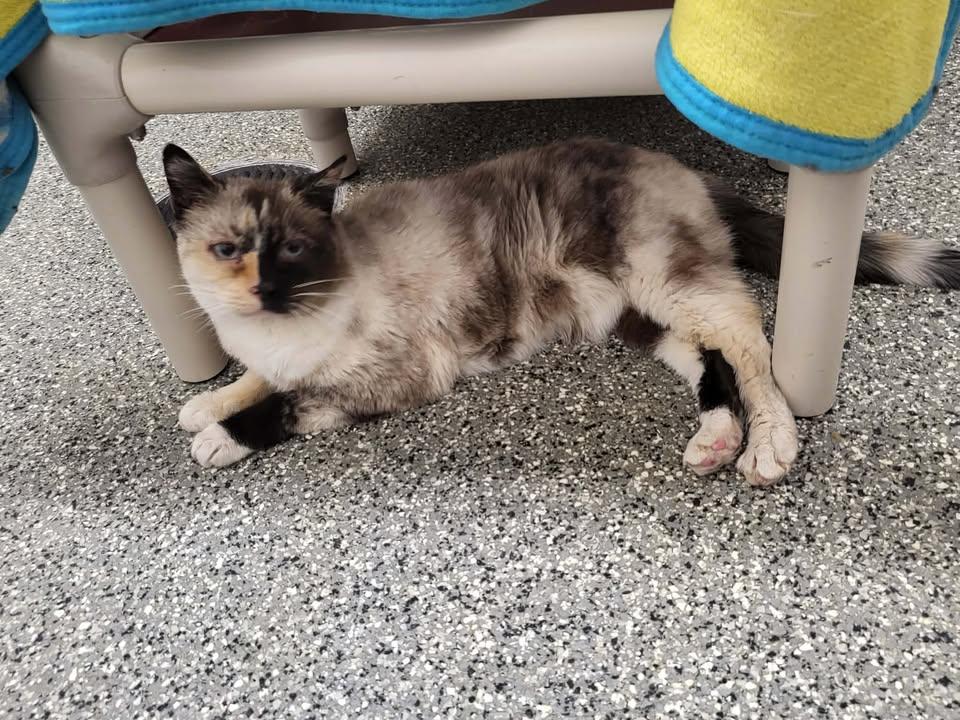 Kit Kat, Adoptable, Senior Female Domestic Short Hair.