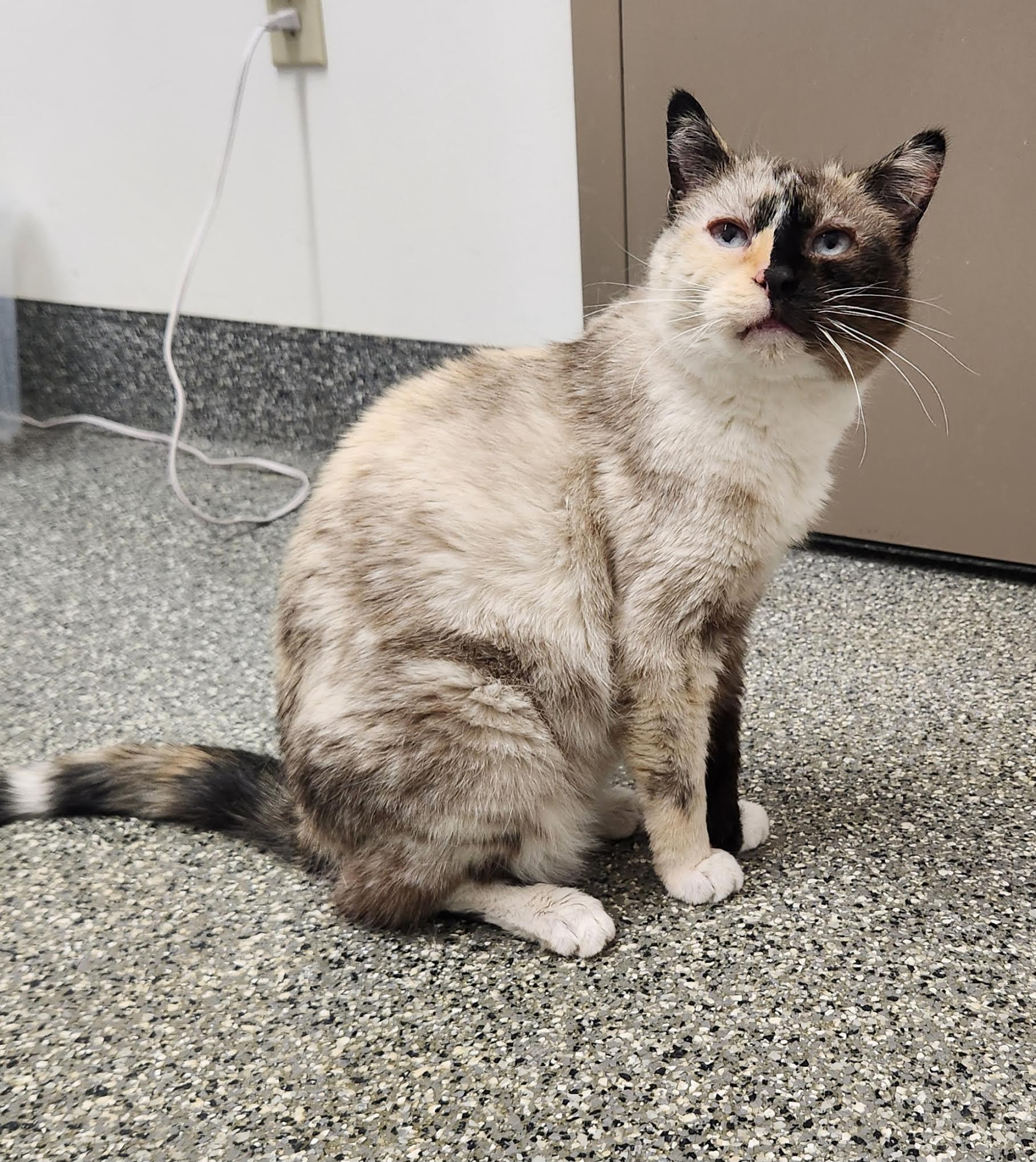 Enlarge Kit Kat, a Adoptable Domestic Short Hair in Homer, AK image 4/4