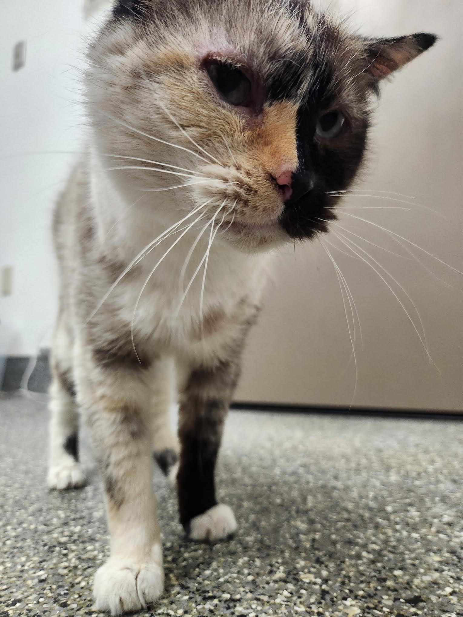 Kit Kat, Adoptable, Senior Female Domestic Short Hair.