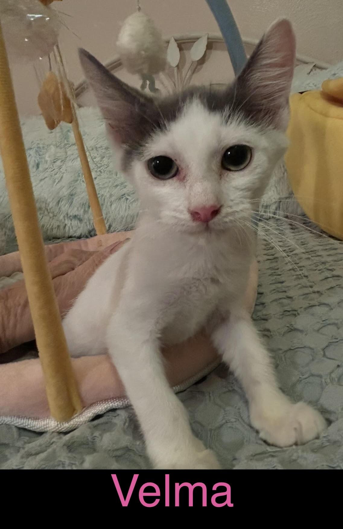Velma, Adoptable, Kitten Female Domestic Short Hair.